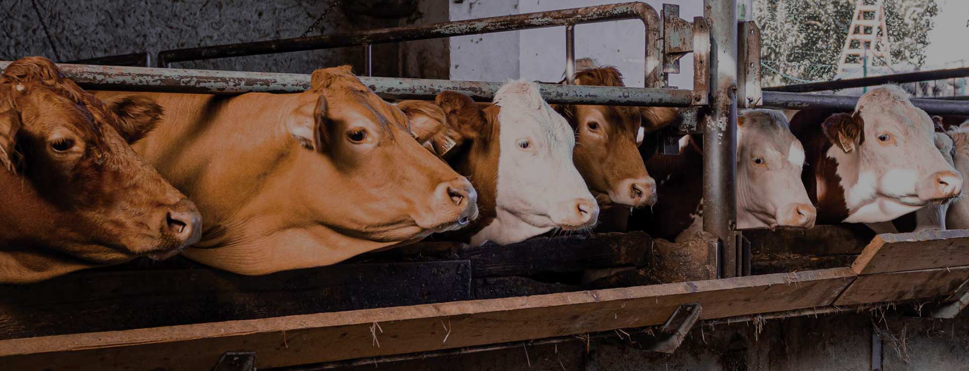 Chov hovězího dobytka